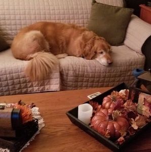 Meet your Posher, Sandy